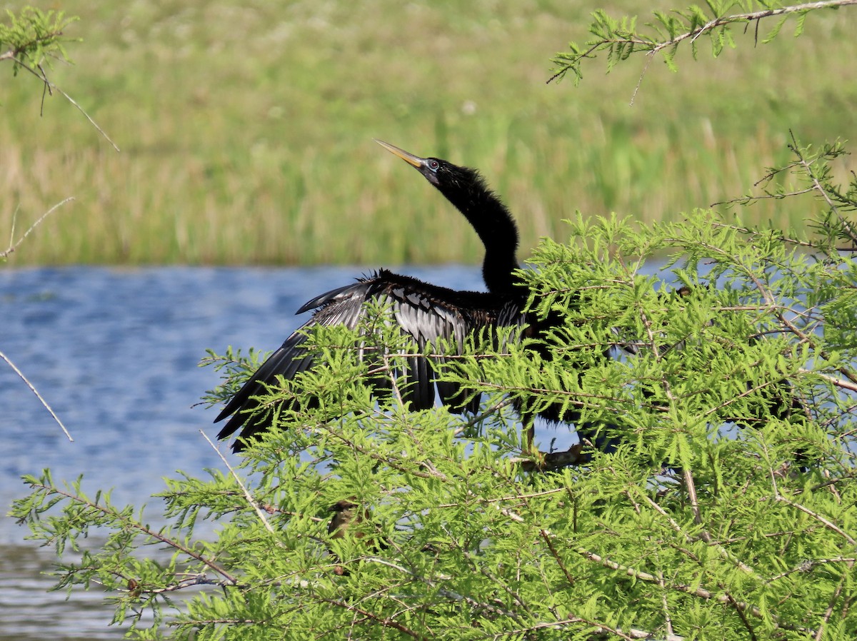 anhinga americká - ML632751717