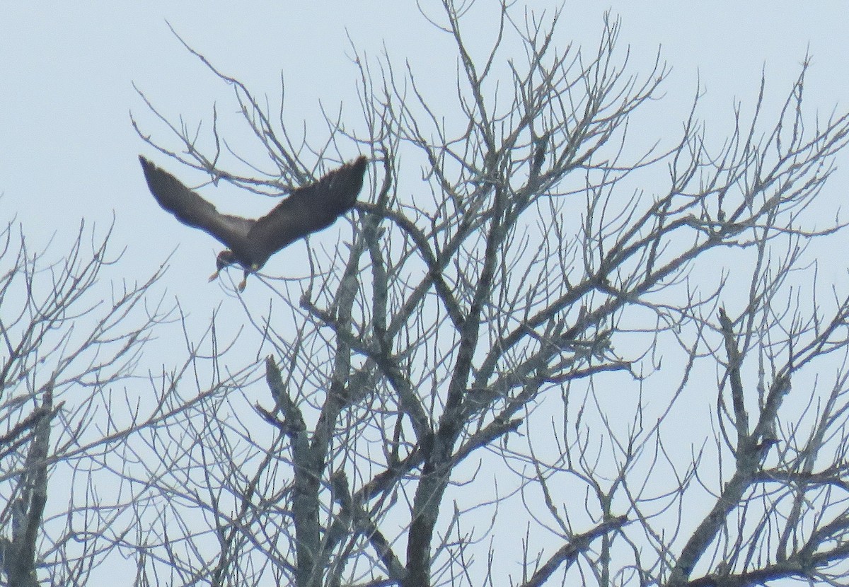 Short-tailed Hawk - ML632751806