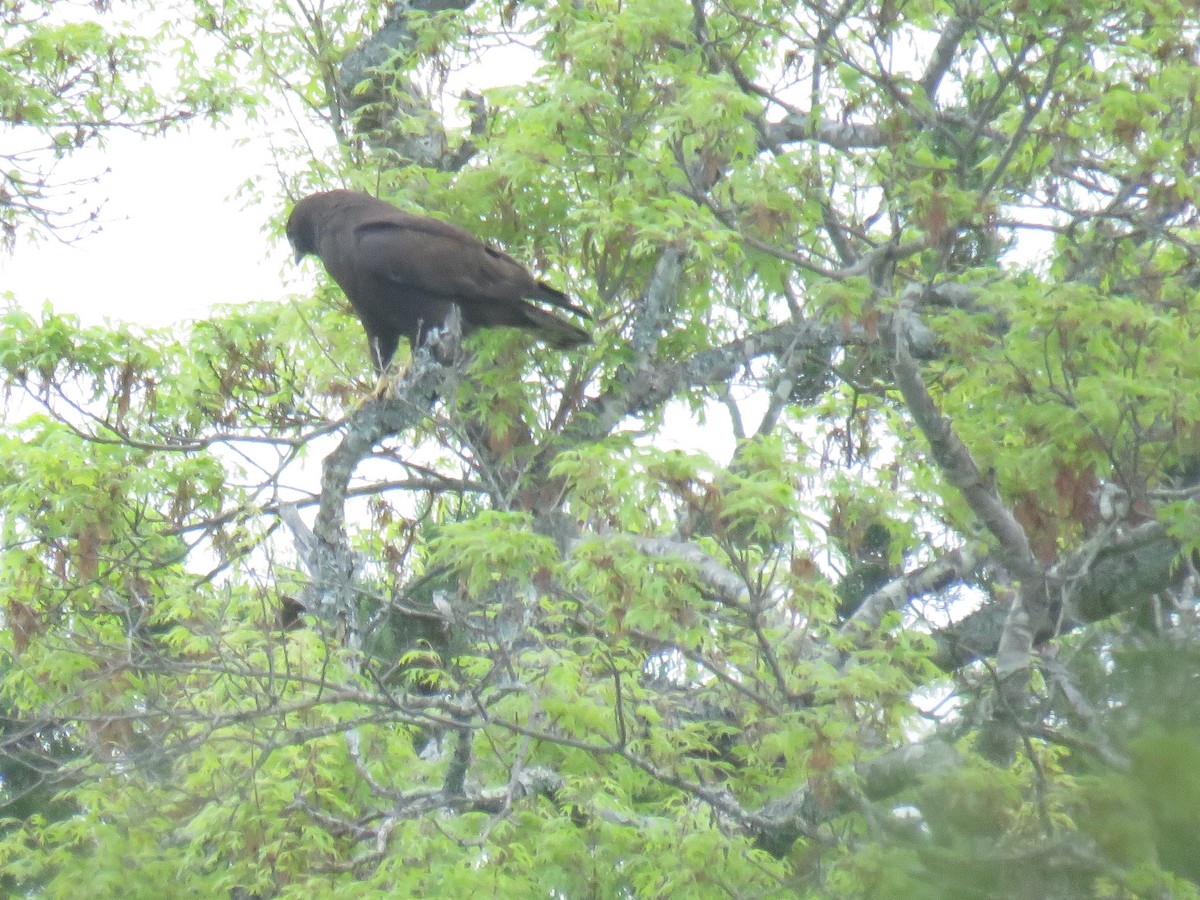 Short-tailed Hawk - ML632751827