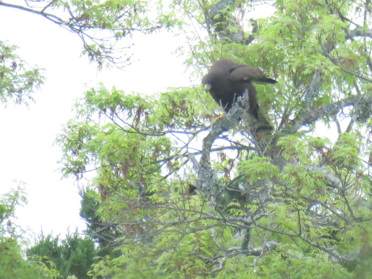 Short-tailed Hawk - ML632751836