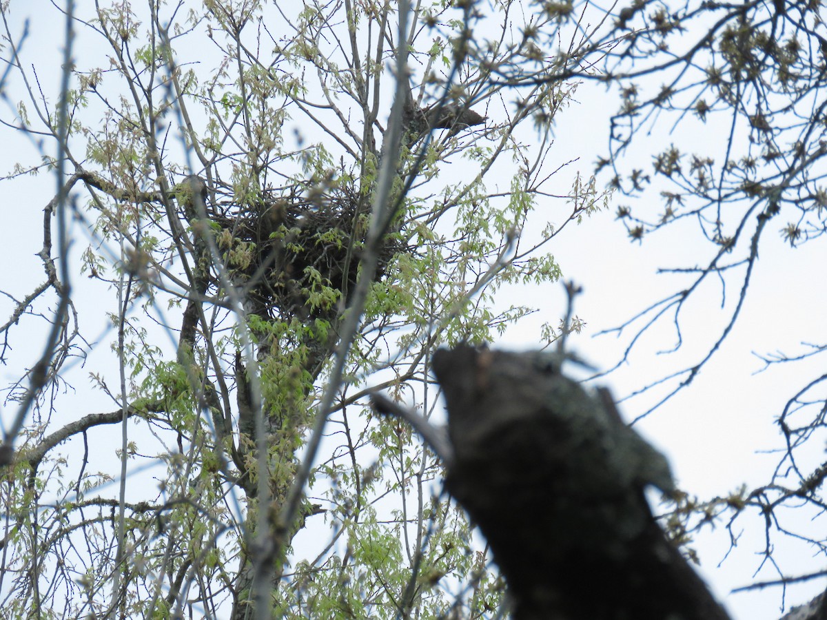 Short-tailed Hawk - ML632751842