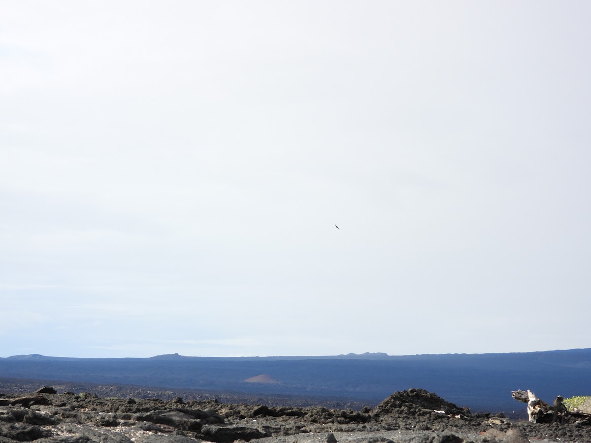 Galapagos Martin - ML632752339