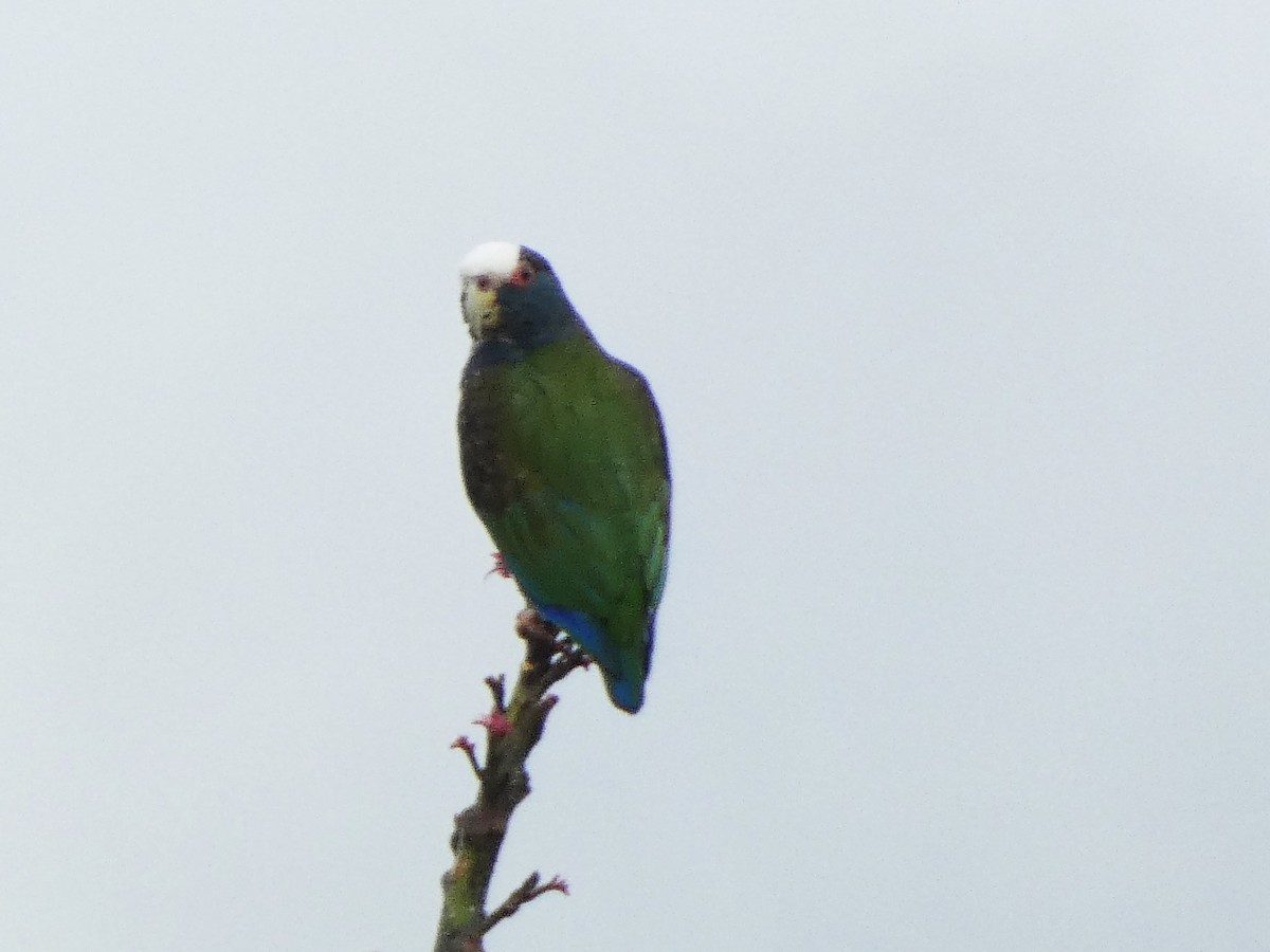 White-crowned Parrot - ML632752369