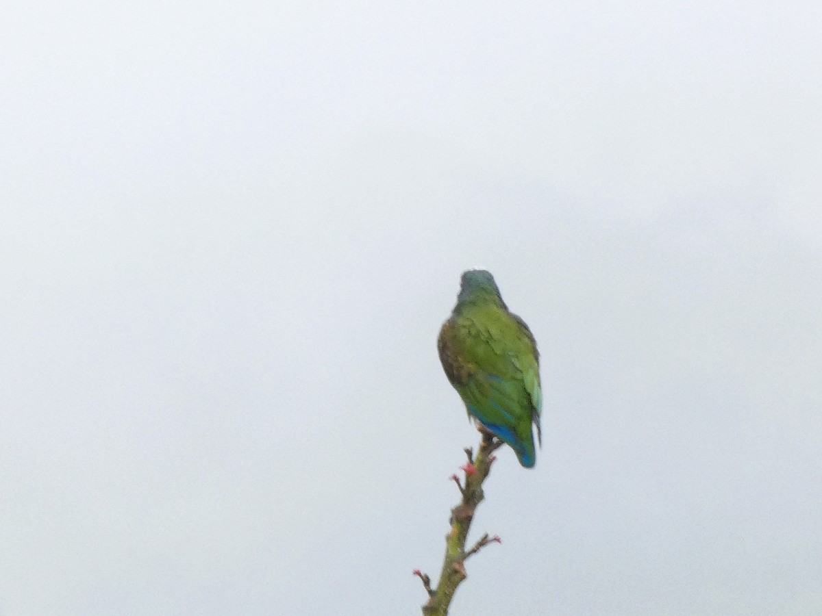 White-crowned Parrot - ML632752370