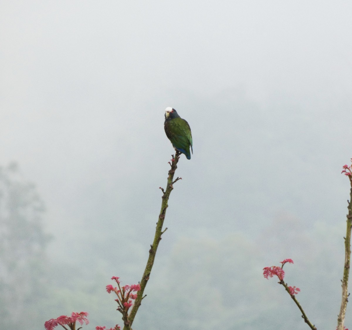 White-crowned Parrot - ML632752371