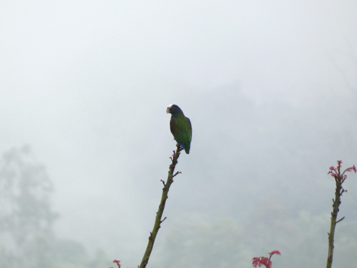 White-crowned Parrot - ML632752372
