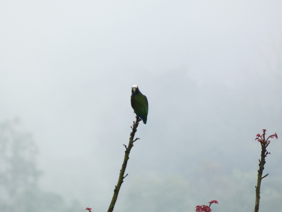 White-crowned Parrot - ML632752374