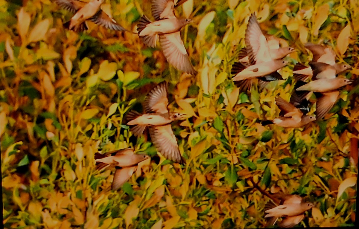 Chestnut-cheeked Starling - ML632752475