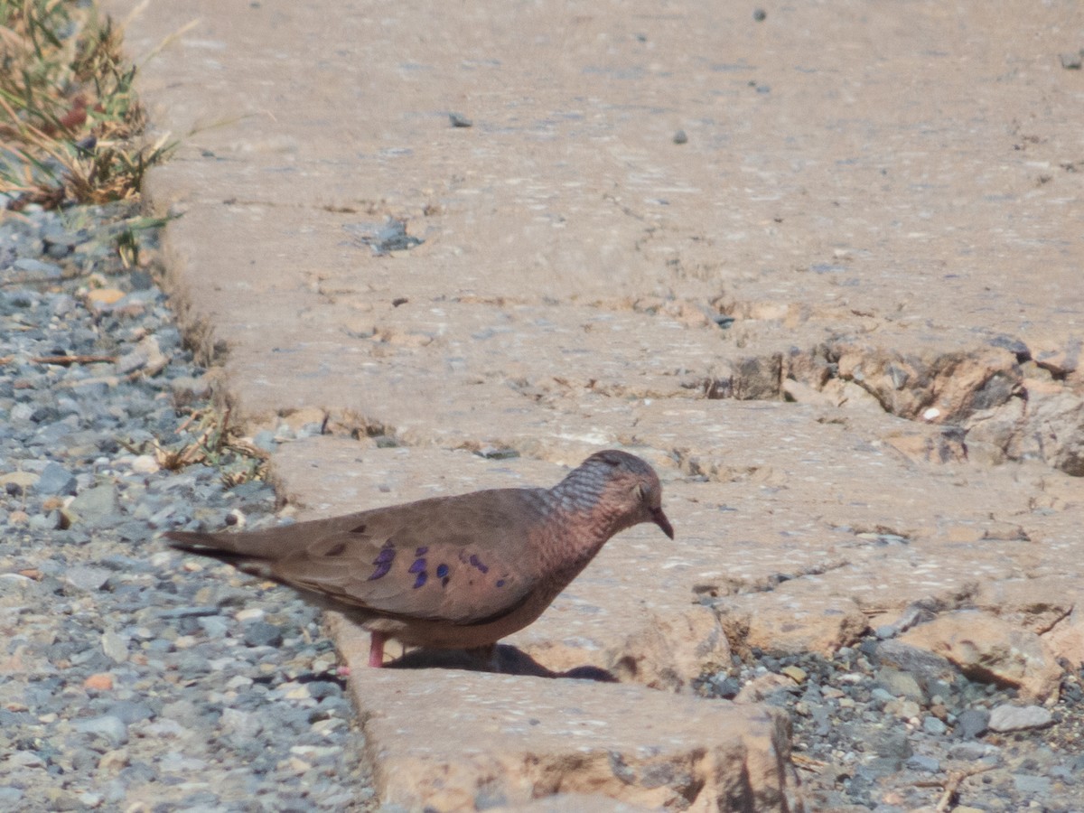 Common Ground Dove - ML632752788