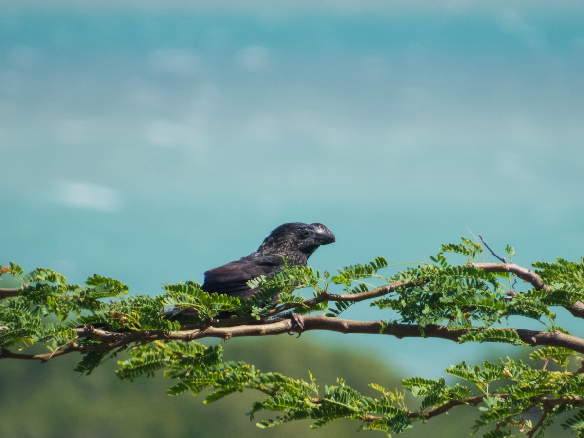 Smooth-billed Ani - ML632752789