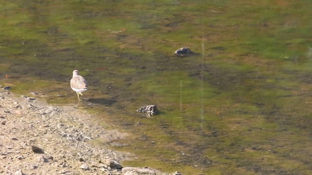 Green Sandpiper - ML632753048