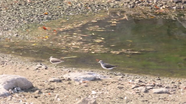Green Sandpiper - ML632753051