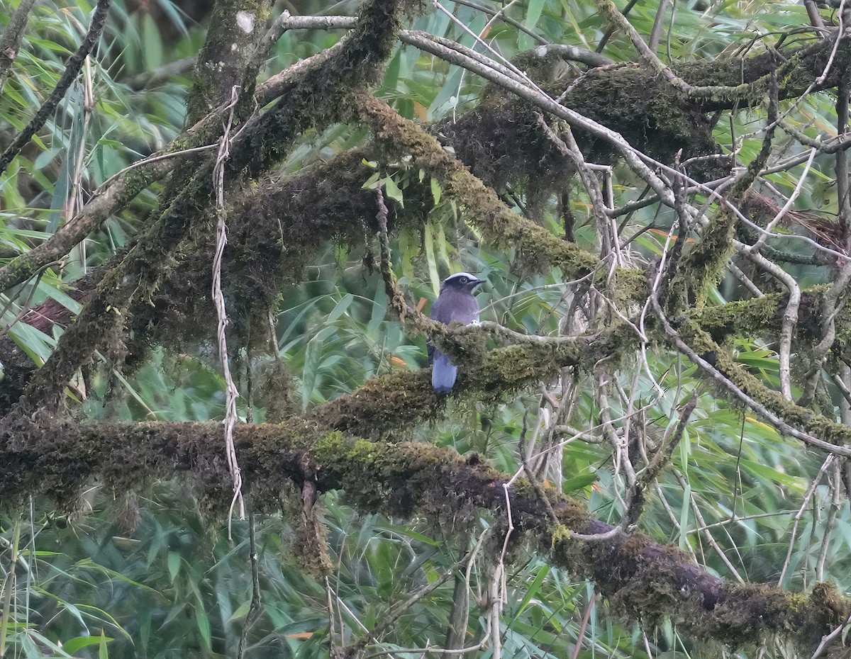 Purple Cochoa - ML632753094