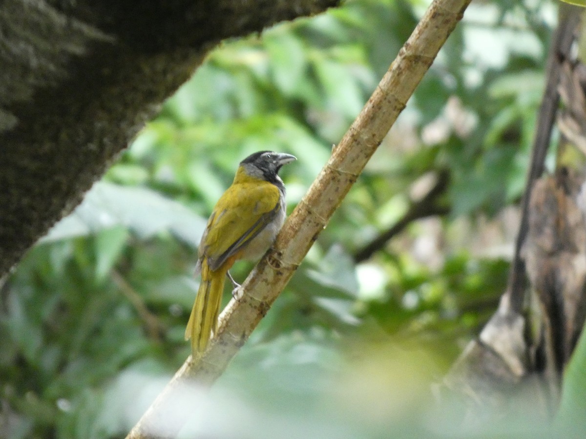Black-headed Saltator - ML632753168