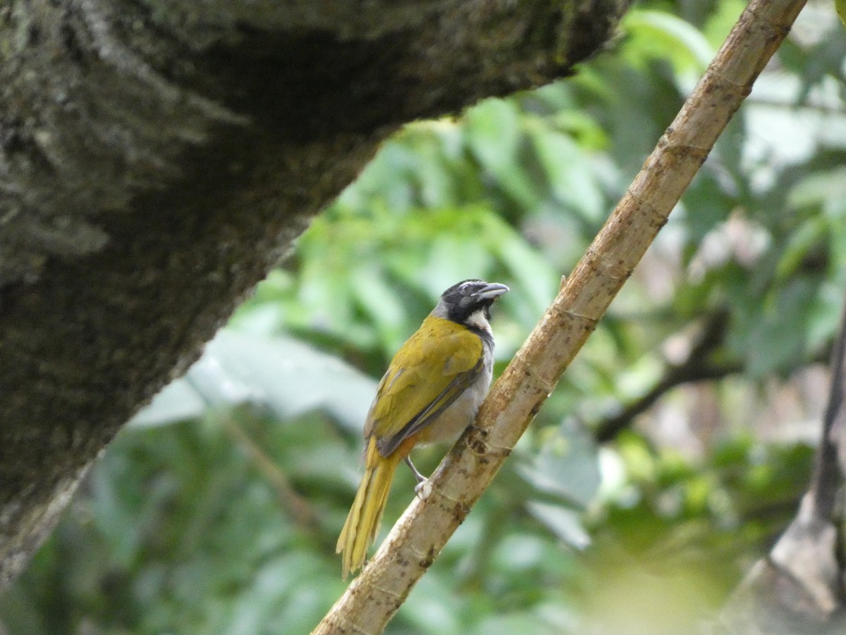 Black-headed Saltator - ML632753169