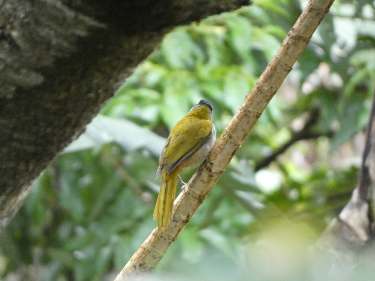 Black-headed Saltator - ML632753170