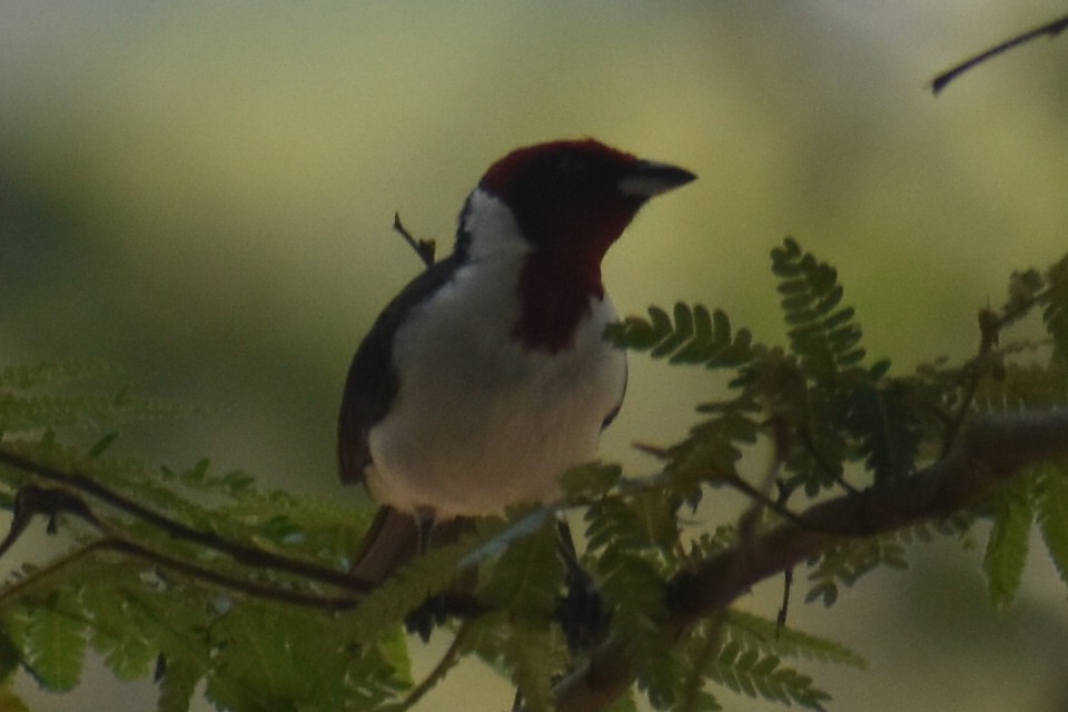 Masked Cardinal - ML632753355