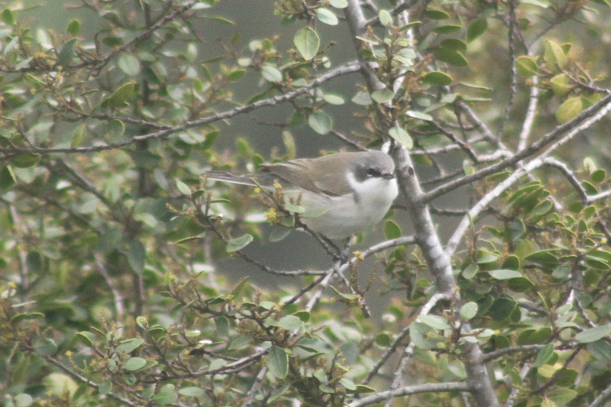Lesser Whitethroat - ML632753446