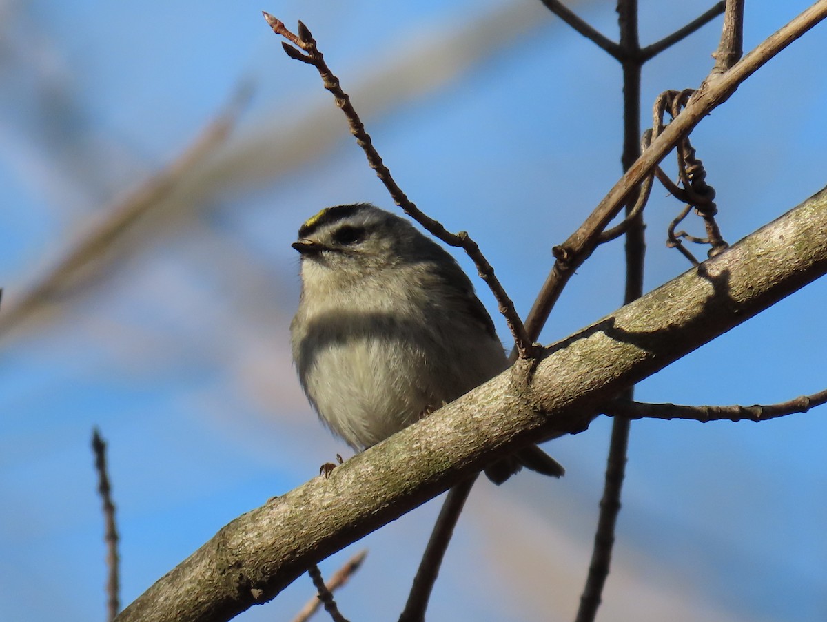 Golden-crowned Kinglet - ML632753652