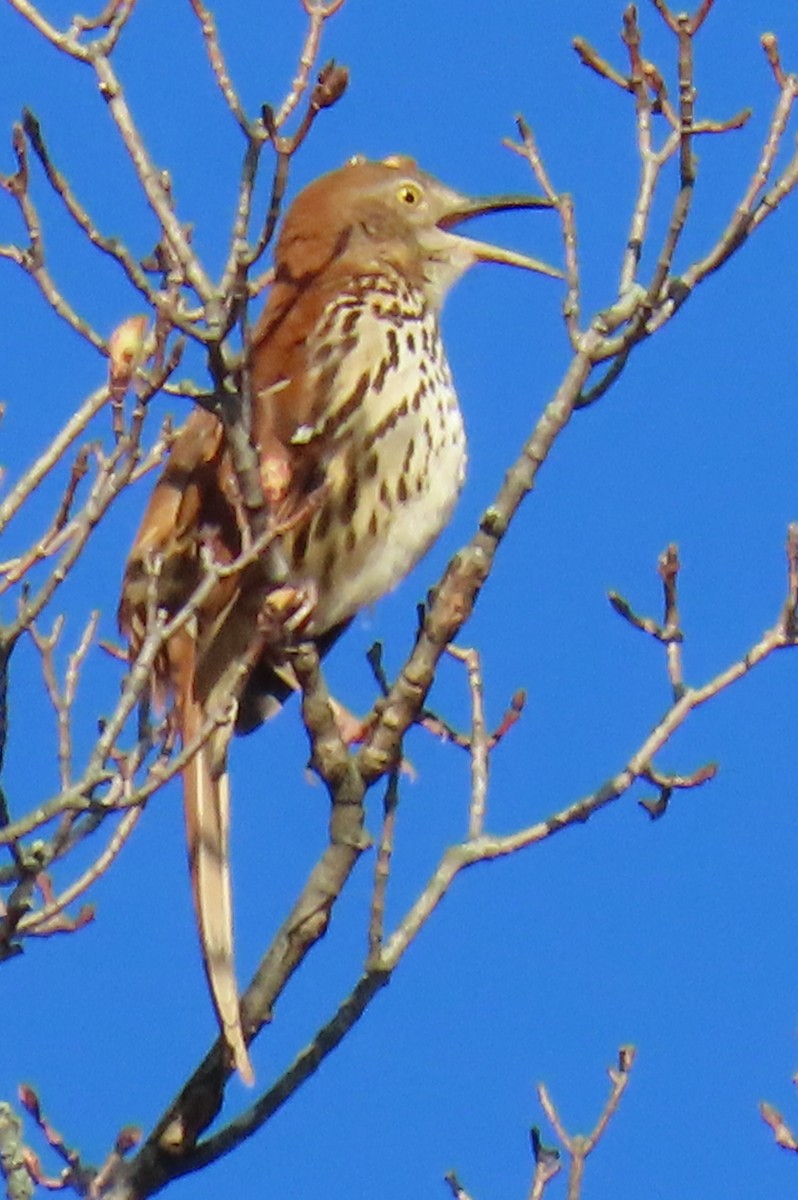 Brown Thrasher - ML632753656