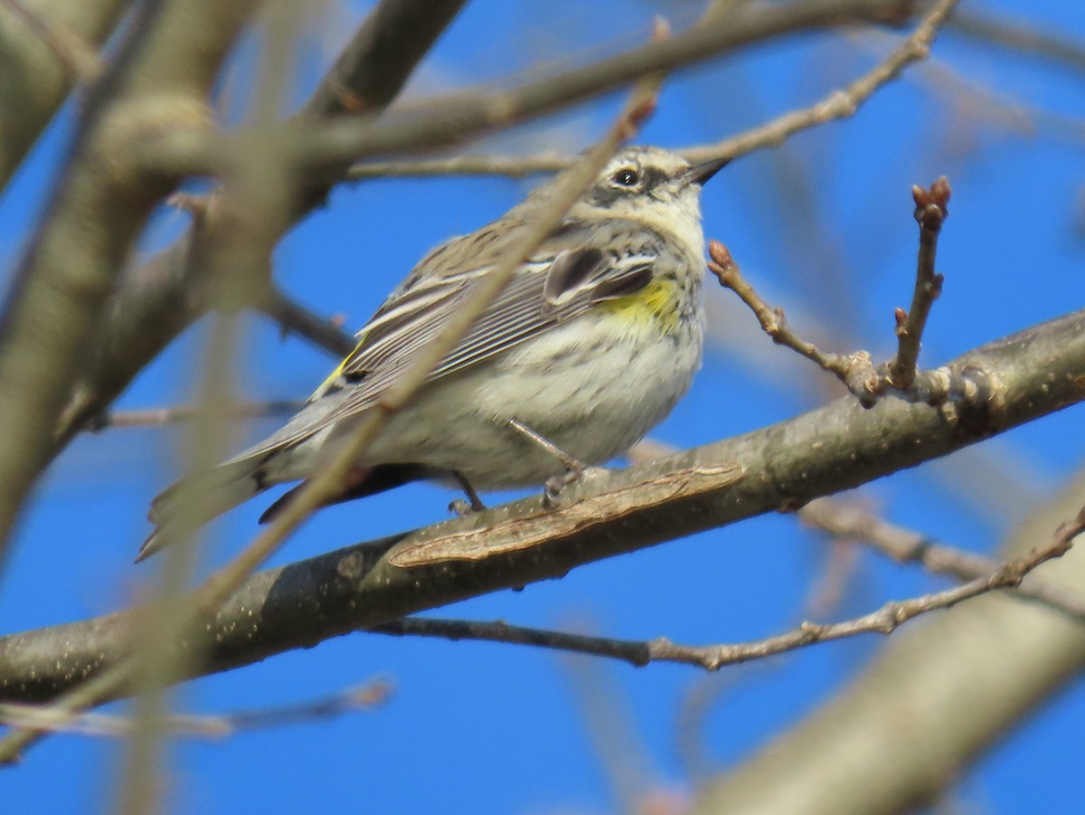 Yellow-rumped Warbler - ML632753671