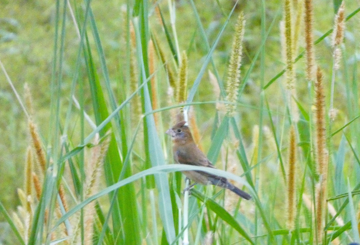 Blue Grosbeak - ML632753704