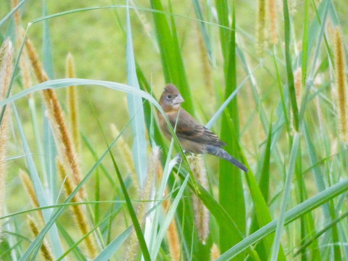 Blue Grosbeak - ML632753705