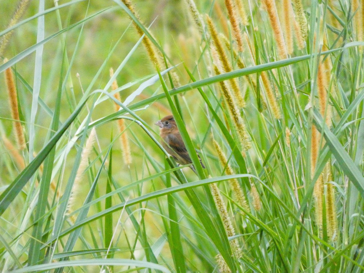 Blue Grosbeak - ML632753707