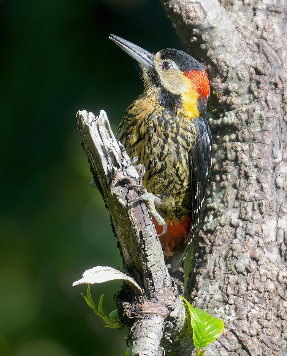 Darjeeling Woodpecker - ML632753846