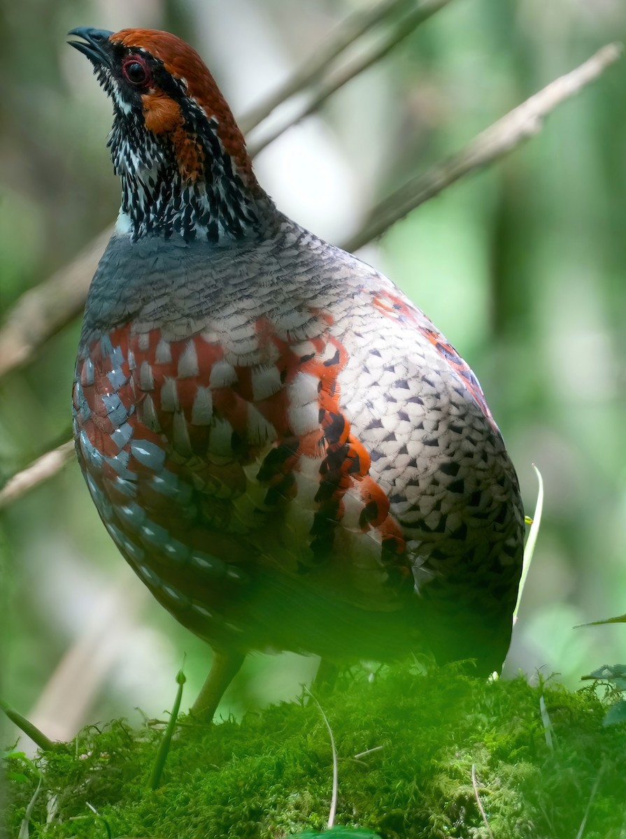 Hill Partridge - ML632753860