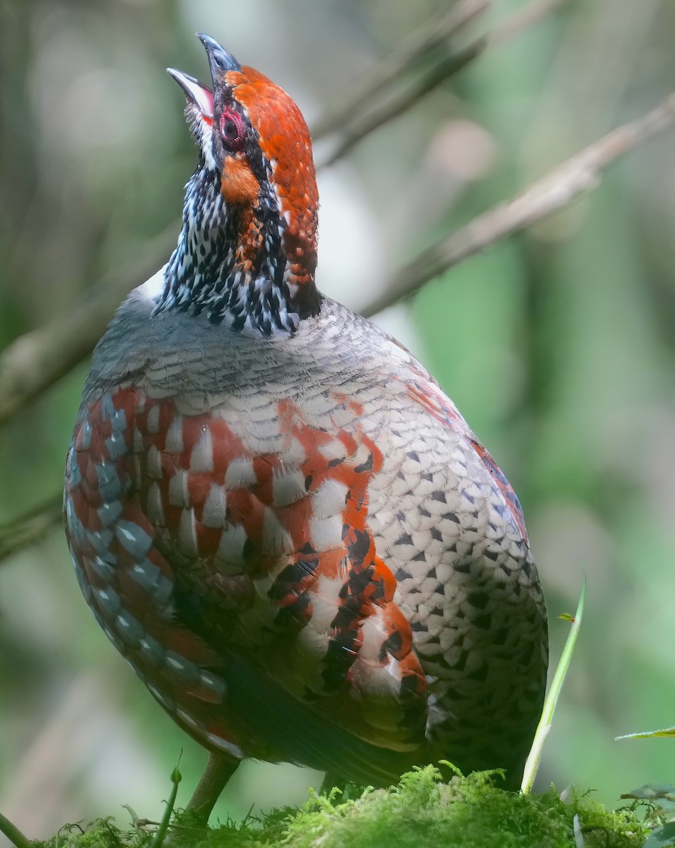 Hill Partridge - ML632753861