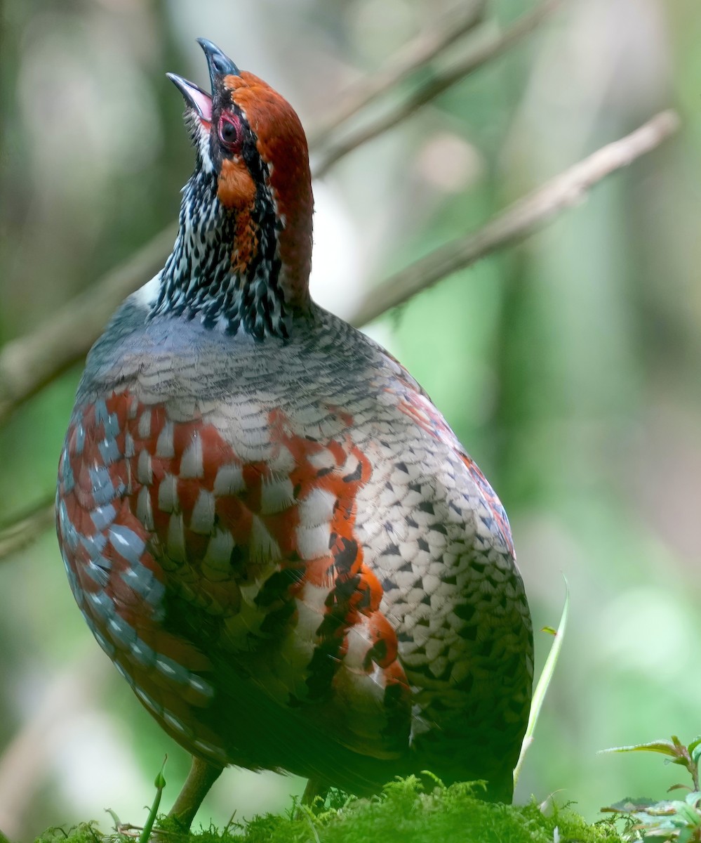 Hill Partridge - ML632753862