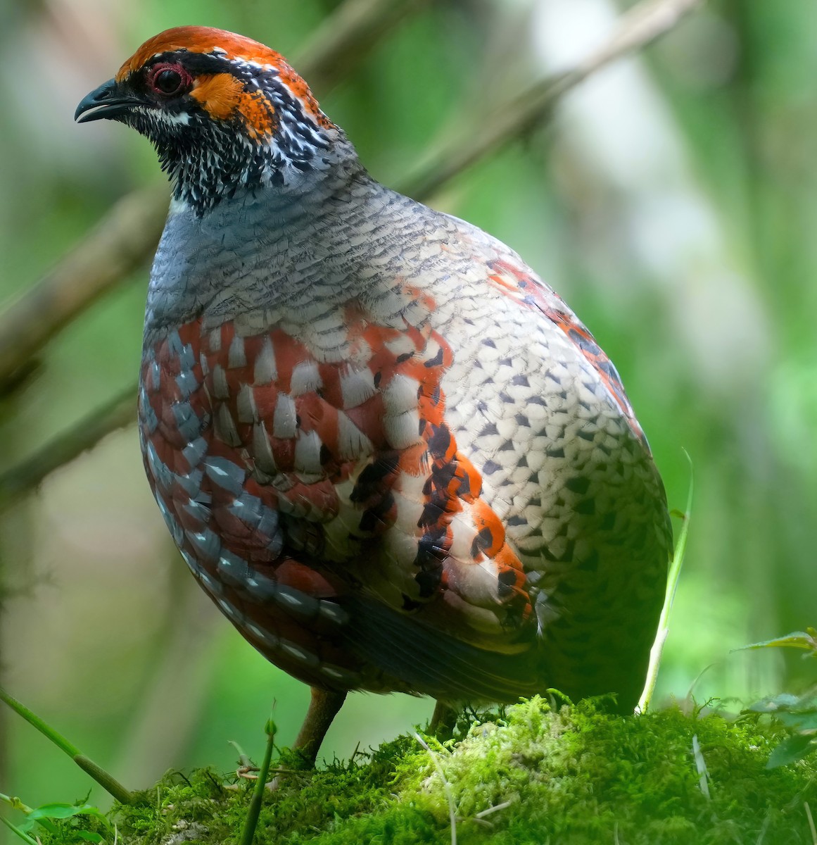 Hill Partridge - ML632753863