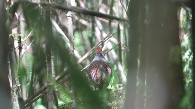 Hill Partridge - ML632753883