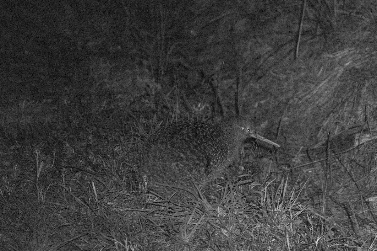 Little Spotted Kiwi - ML632753885