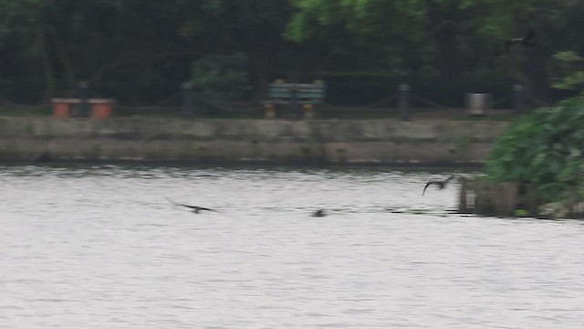 Little Cormorant - ML632754048