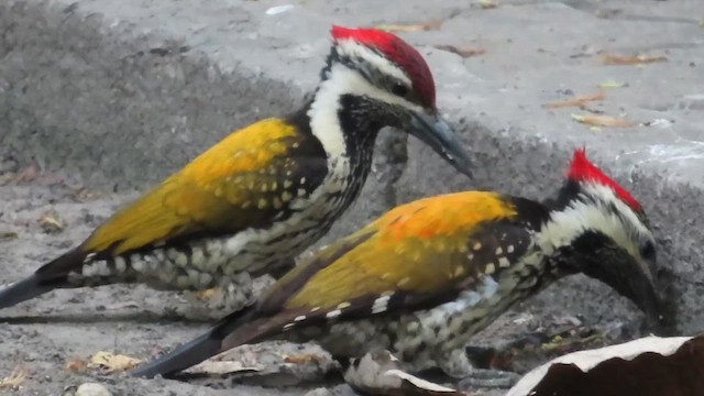 Black-rumped Flameback - ML632754281