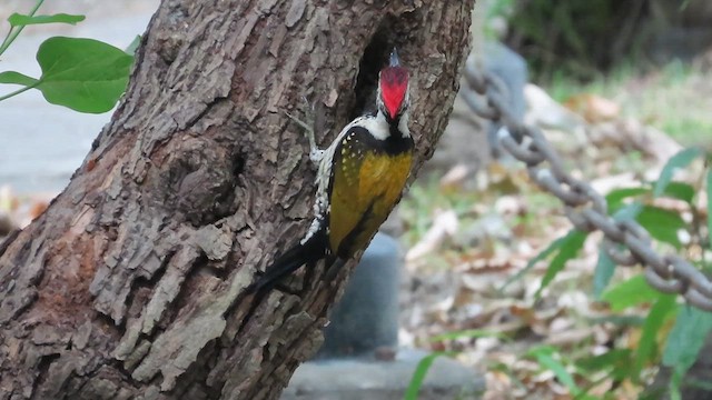 Black-rumped Flameback - ML632754282
