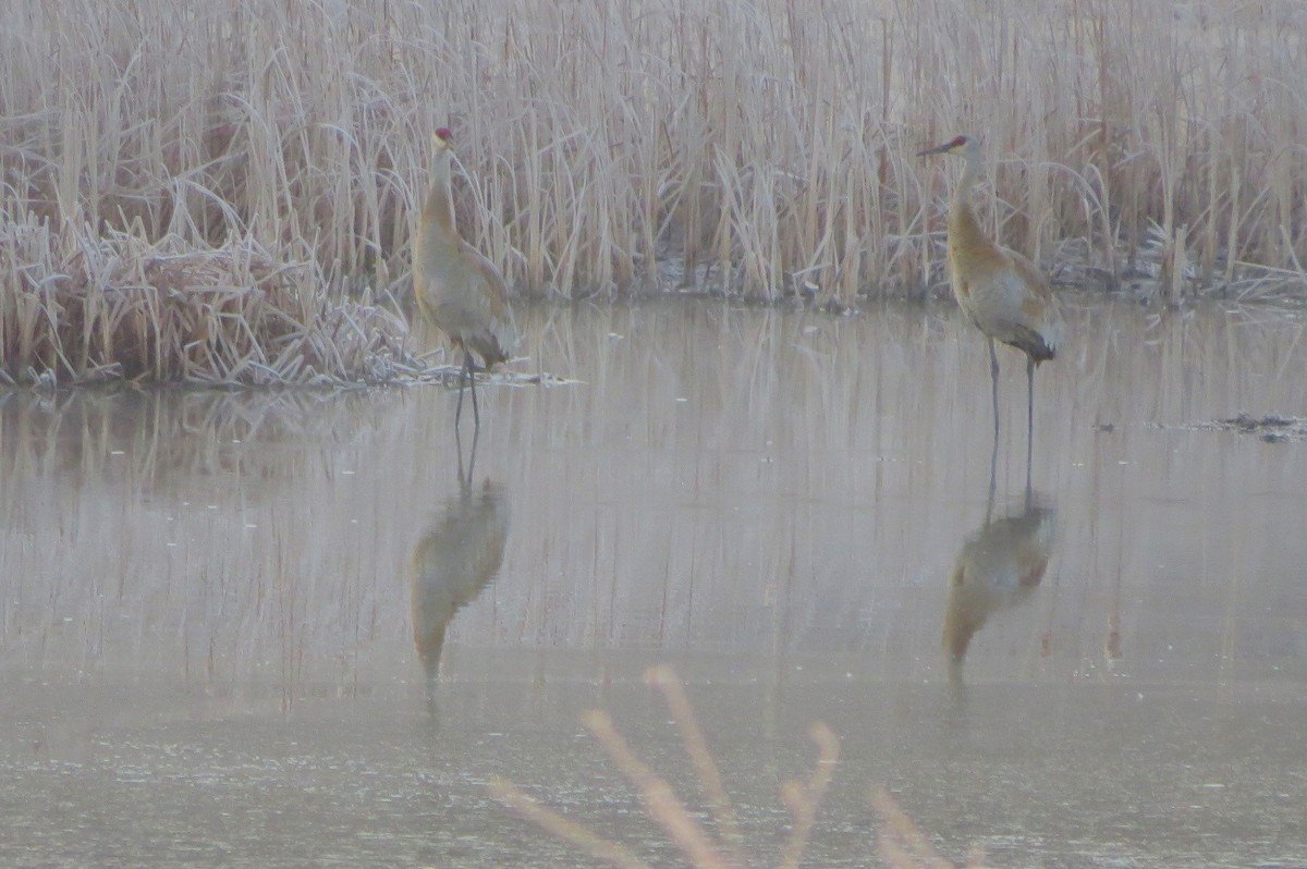 Sandhill Crane - ML632754390