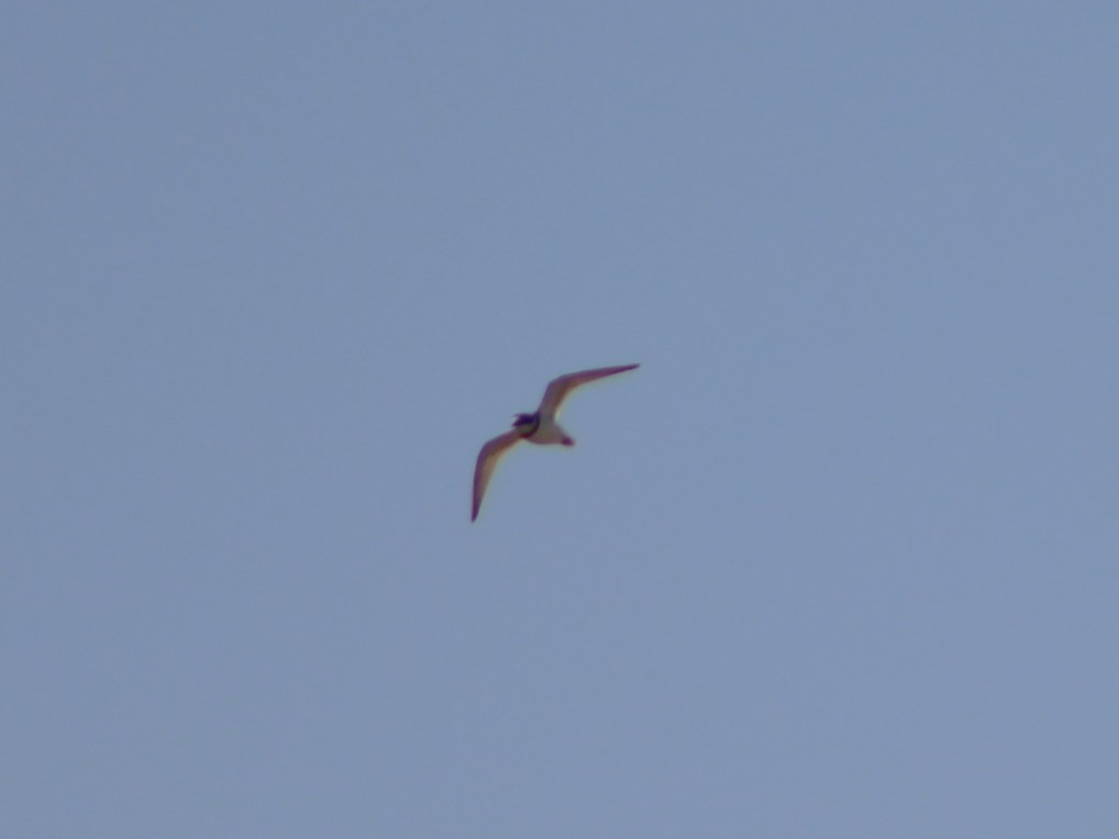 Little Ringed Plover - ML632754727