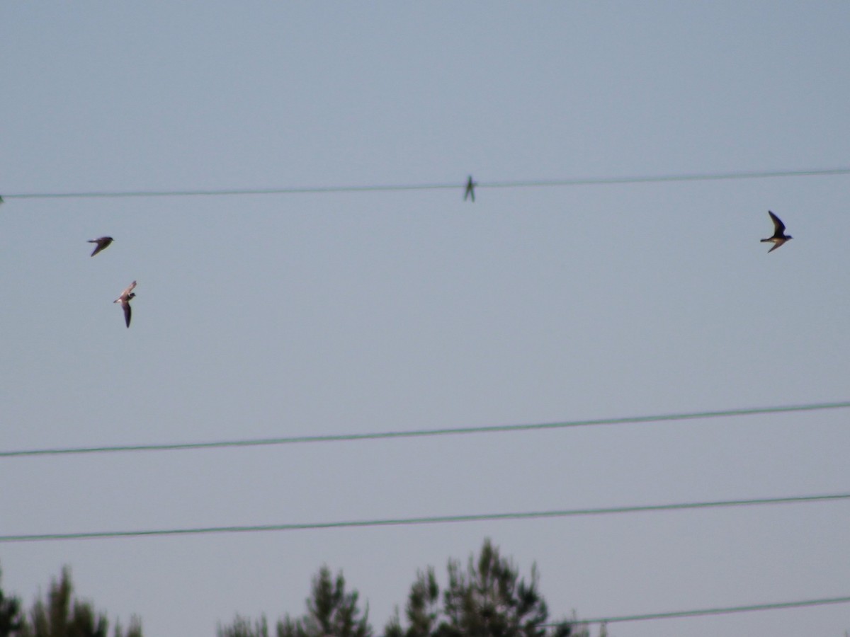 Little Ringed Plover - ML632754768