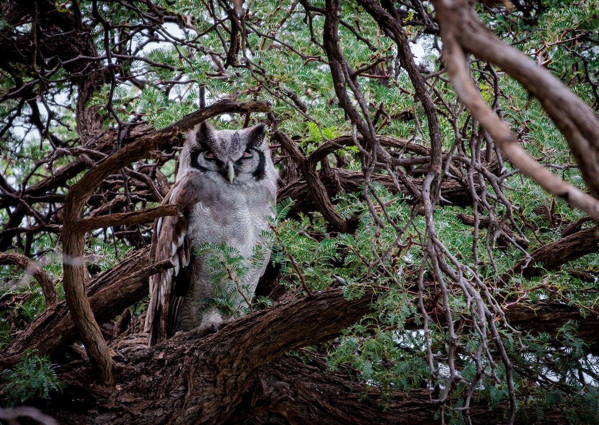 Verreaux's Eagle-Owl - ML632754842