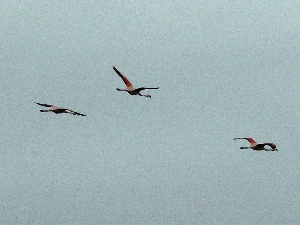 Chilean Flamingo - ML632754888