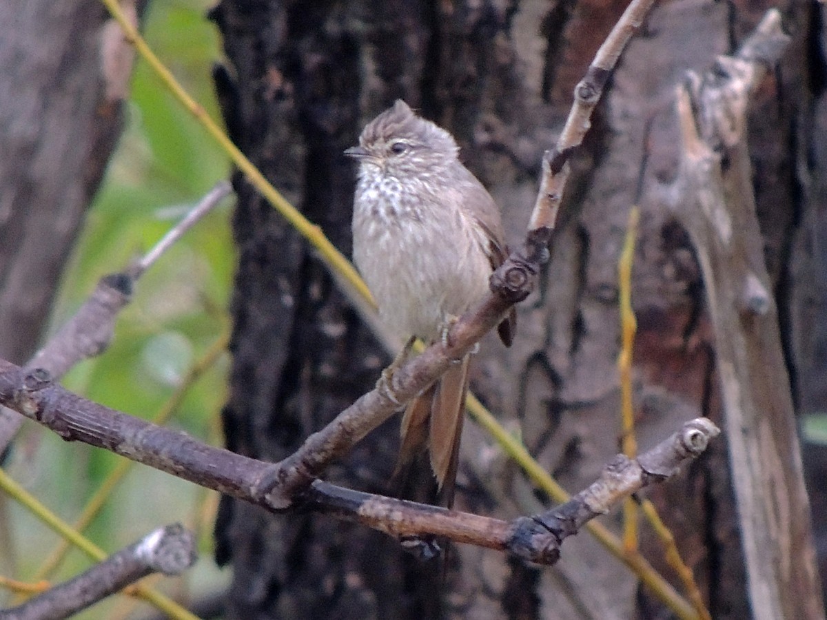Tufted Tit-Spinetail - ML632754905