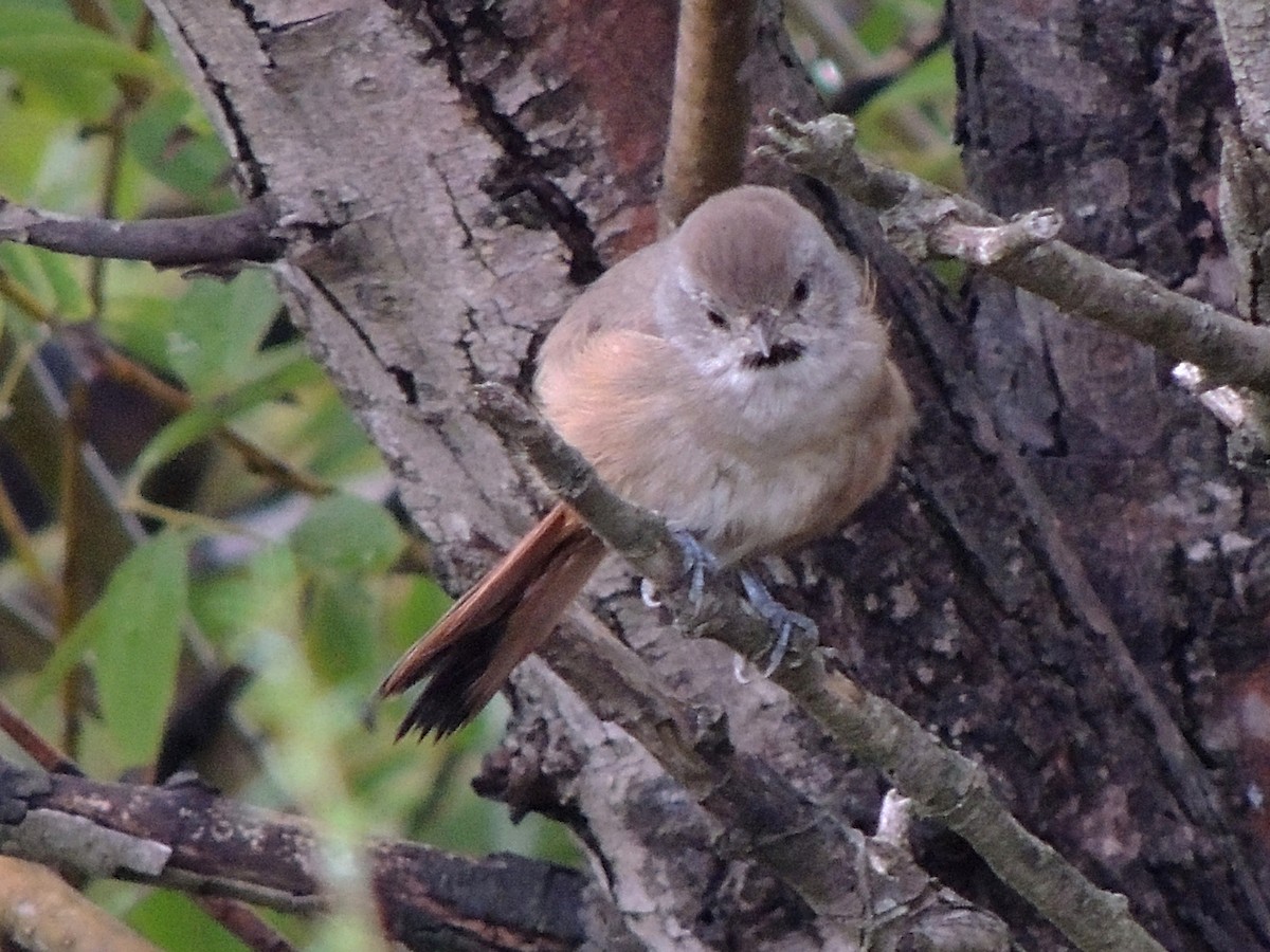 Short-billed Canastero - ML632754908