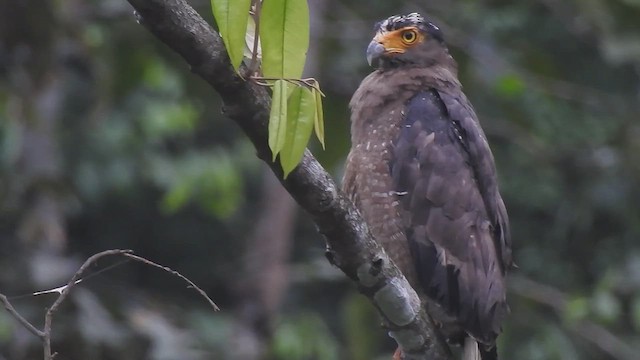 Crested Serpent-Eagle - ML632754936