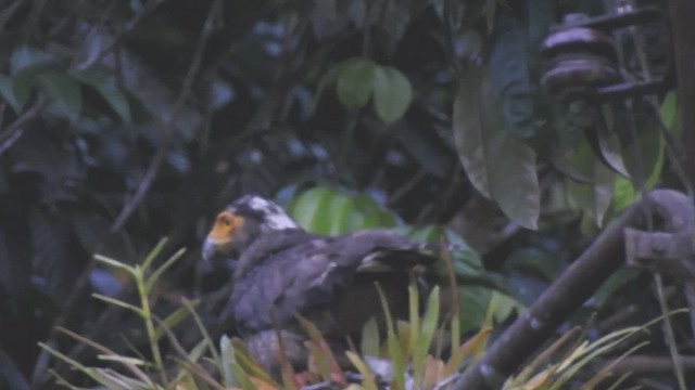 Crested Serpent-Eagle - ML632754939