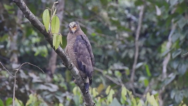 Crested Serpent-Eagle - ML632754940