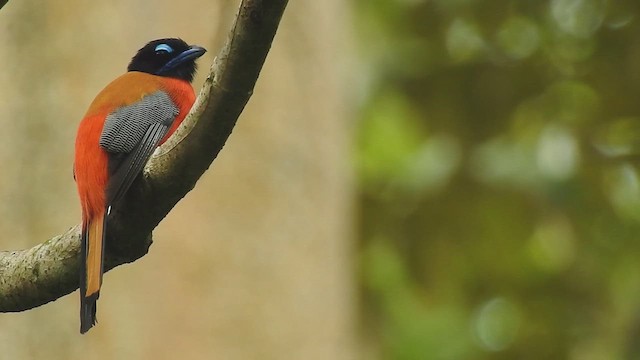 Scarlet-rumped Trogon - ML632754944