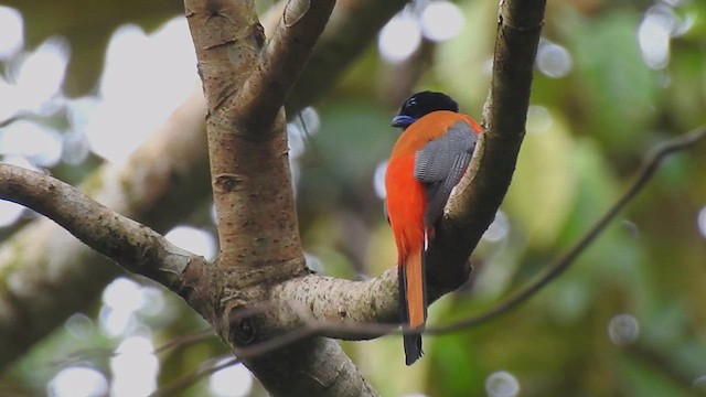 Scarlet-rumped Trogon - ML632754954